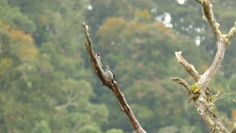 In-the-middle-of-the-Costa-Rica-forest-2-Acorn-Woodpeckers-perch-on-a-tree-branch-before-taking-flight