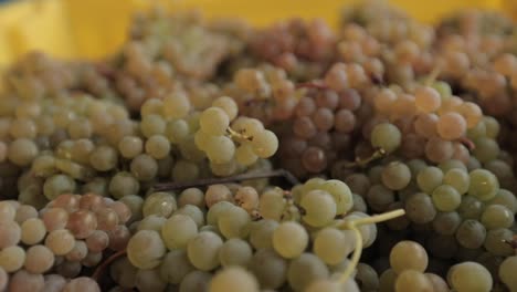 Green-Wine-Grapes-up-close-in-a-container