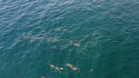 Dolphin-pod-group-swimming-in-the-Maldives-islands-blue-ocean-water,-Aerial-top-view-pan-left-shot