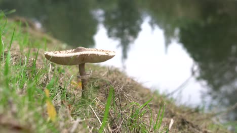 Macrolepiota-procera,-mushroom-on-green-grass-in-autumn,-with-water-in-the-background