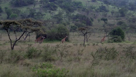 Fernturm-Giraffenherde-Im-Akagera-Nationalpark-Ruanda-Afrika
