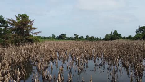 Cultivos-Alimentarios-Dañados-En-Campos-Agrícolas-Inundados-En-Battambang,-Camboya---Toma-Aérea-De-Drones