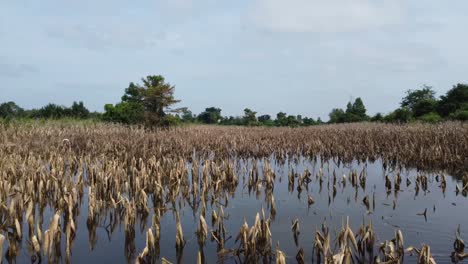 Scenery-Of-Flooded-Crop-Plants-With-Flying-Bird-Perch-On-Fields-In-Battambang,-Cambodia
