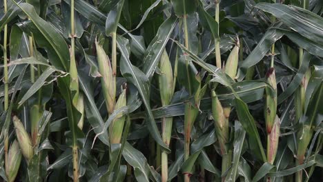 Close-up-of-crop-of-fruiting-Sweetcorn-in-Autumn