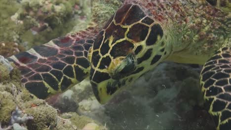 Hawksbill-turtle-feeding-close-up