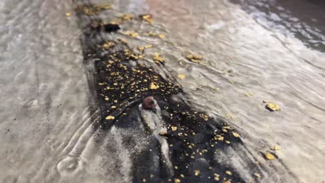 Black-sand-and-gold-flakes-flow-down-water-sluice,-close-up-shot