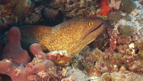 Moray-eel-on-coral-reef-in-the-Maldives