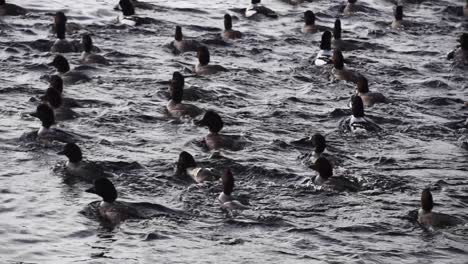 Flock-of-goldeneye-ducks-paddle-in-sea-water-together,-tracking-shot
