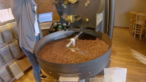 Female-empties-bin-of-green-coffee-beans-into-roaster-while-dark-roast-beans-are-cooling-in-the-tray