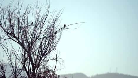 Kleiner-Vogel,-Der-Auf-Totem-Baum-Vor-Einem-Hintergrund-Von-Sonnenuntergang-Und-Bergen-Hockt