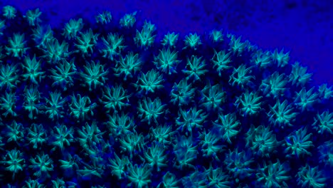 Coral-Azul-Fluorescente-En-La-Noche
