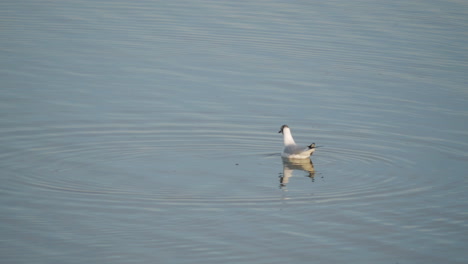 Grey-headed-Gull-Searching-For-Fish-In-A-Calm-Lake-With-Reflection-During-Daytime