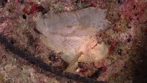 White-Leaf-Scorpionfish-Imitiert-Tote-Blätter-Am-Korallenriff-In-Der-Nacht