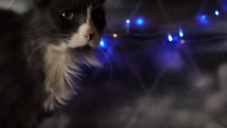 Cat-in-a-window-with-Christmas-lights-in-the-background