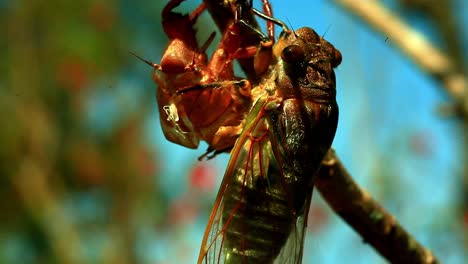 The-carcasses-of-cicada-bugs-clinging-to-a-tree-branch-at-the-end-of-their-lifecycle
