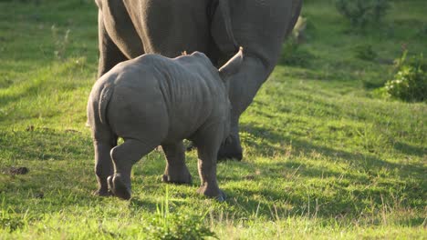 Bebé-Rinoceronte-Blanco-Siguiendo-A-Su-Madre-A-Través-De-Las-Praderas-De-Un-Santuario-De-Rinocerontes