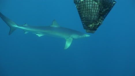 Tiburón-Azul-Pasando-Cerca-De-La-Cámara-Con-Buzo-En-El-Fondo-Y-Rodeando-La-Caja-De-Cebo