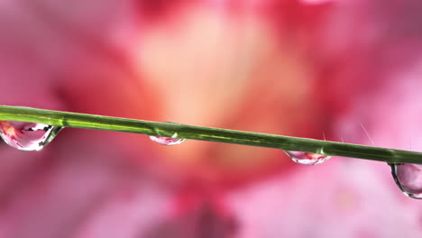 Water-Droplet-Dropping-Onto-Grass-with-Dew-Drops-in-Pink-Flower-Background