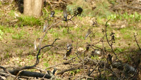 Tiny-birds-foraging-for-food-on-fallen-down-tree-with-no-leaves