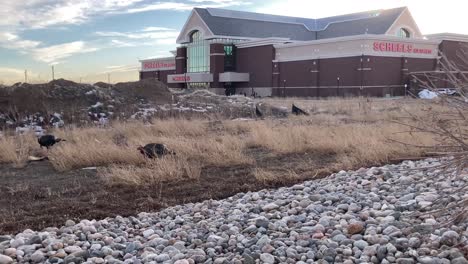 A-pod-of-City-Turkeys-gobble-behind-a-Scheels-store-unaware-of-the-existential-threat