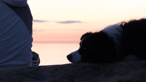 Close-portrait-shot-of-dog,-a-man's-best-friend,-at-scenic-sunset