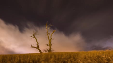 Moon-Set-in-a-Cloudy-Sky-with-Fast-motion-Storm-Wind-in-a-Wheat-Farm-Land-Field-Golden-Theme-Agriculture-alone-Tree-in-Farm-in-Starry-Night-Comet-in-Sky-Milky-Way