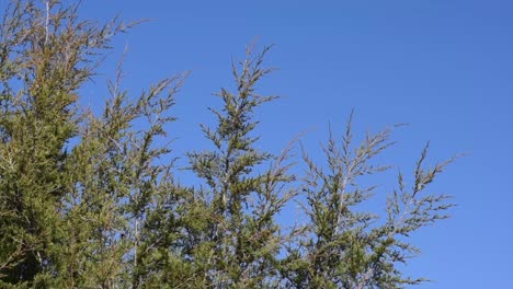 Evergreen-Cedar-Trees-Blowing-in-the-Wind