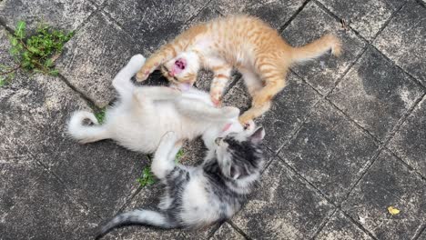 Kittens-Playing-And-Biting-Each-Other-On-Paved-Surface