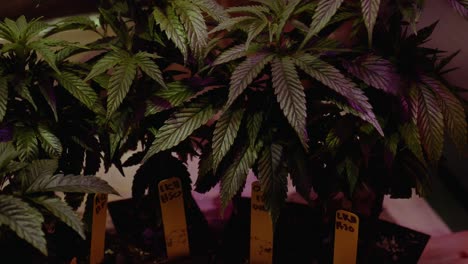 DYI-Cannabis-clones-trimmings-Marijuana-THC-CBD-home-growing-in-a-tent-with-lights-and-ventilation-small-scale-hobby-spare-bedroom-setup