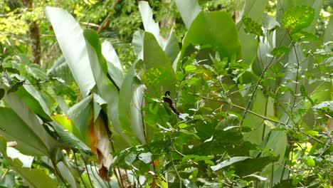 Tropischer-Mehrfarbiger-Vogel,-Der-Auf-Einem-Ast-Sitzt,-Mit-Grünen-Blättern,-Die-Sich-Im-Wind-Bewegen-Und-An-Einem-Hellen-Windigen-Tag-In-Panama-Wegfliegen