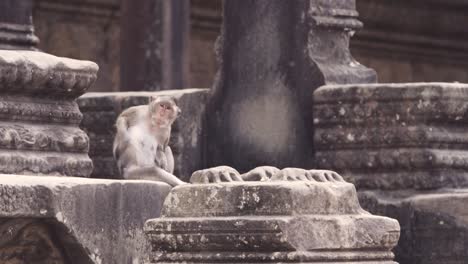 Monkey-scratching-his-back-at-Angkor-Way,-Cambodia
