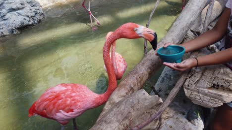 Flamingo-eating-out-of-a-child's-hands-at-the-aquarium