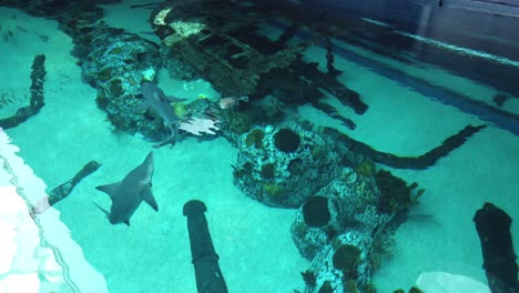 Bullenhaie-Schwimmen-Im-Texas-State-Aquarium-Overhead