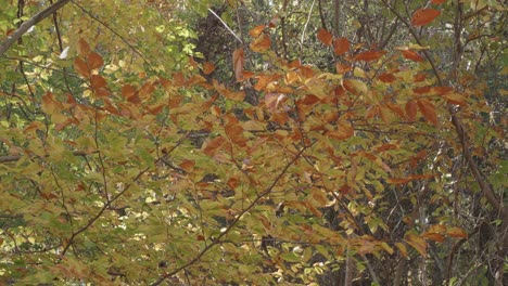 Herbstlaub-In-Den-Bäumen-Entlang-Des-Wissahickon-Creek