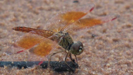 Dragonfly-on-Top-of-a-Small-Dead-Branch-on-the-Sand