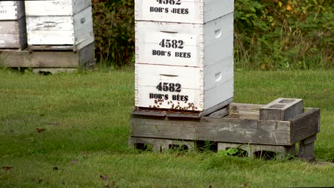 Honigbienen-Betreten-Einen-Bienenstock-Auf-Dem-Bauernhof-4k