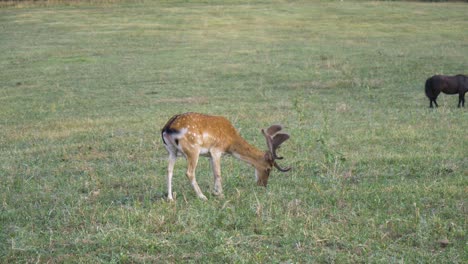 Male-fallow-deer-scratching-its-head-on-a-green-meadow,-static-shot