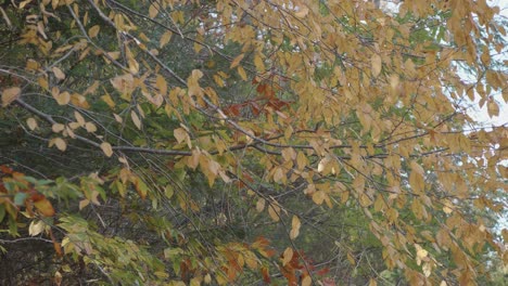 Herbstlaub-In-Den-Bäumen-Entlang-Des-Wissahickon-Creek