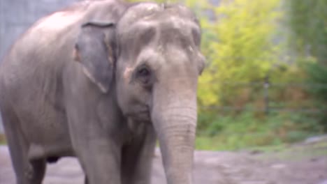 Elefante-Caminando-Rápidamente-En-El-Zoológico-De-Oregon
