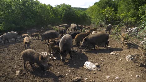 Wild-boar--enclosure-in-hunting-reserve,-static-shot