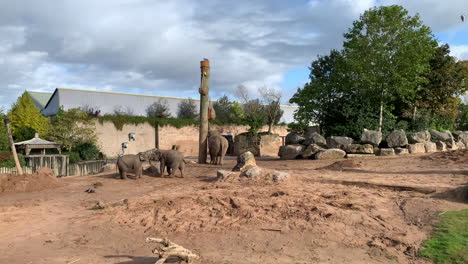 2-baby-Elephants-play-fight-in-their-enclosure-at-a-zoo-as-mum-eats-food