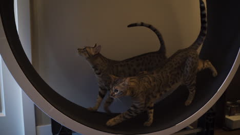 Pet-cats-walking-on-large-cat-wheel-together