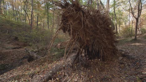 Upturned-tree-base-and-roots,-along-Wissahickon-Creek