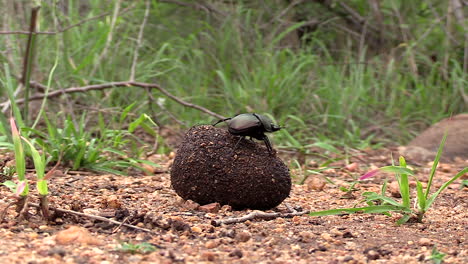 Close-view-of-dung-beetle-rolling-ball-of-faeces-on-ground-in-South-Africa