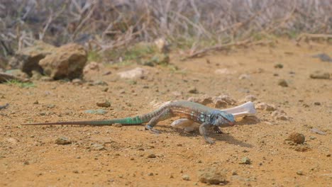 Whiptail-lizard-or-blau-blau-crawling-over-bone-from-dead-carcass-in-arid-desert-landscape,-medium-shot