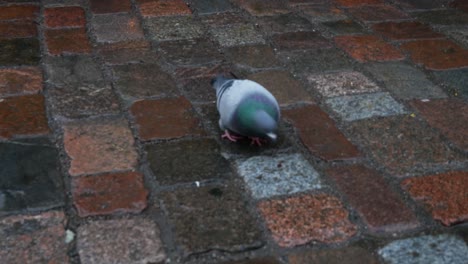 Homing-Pigeon-strolling-around-and-looking-for-food-on-cobblestone-paving