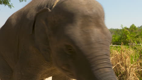 Rescued-baby-Asian-elephant-swaying-its-body-because-of-prior-trauma-and-abuse