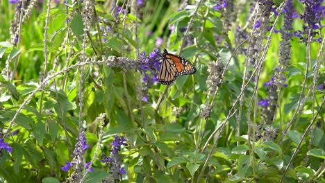 A-monarch-butterfly-flaps-its-wings-twice,-flutters,-then-flies-away-in-slow-motion