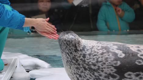 Close-shot-of-trainer-showing-seal-to-clap-hands-and-mimic-for-crowd-of-onlookers