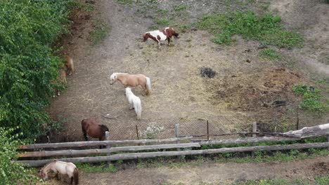 Aerial-View-of-Ponies-Fenced-into-a-Field